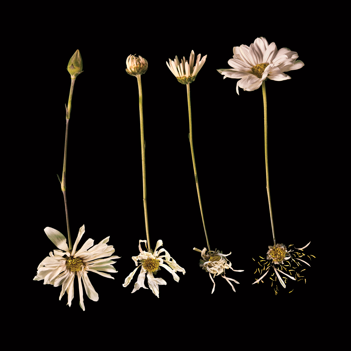 Radiohead - "Lotus Flower" (Video)
